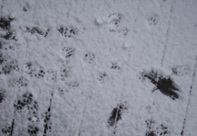 dog tracks